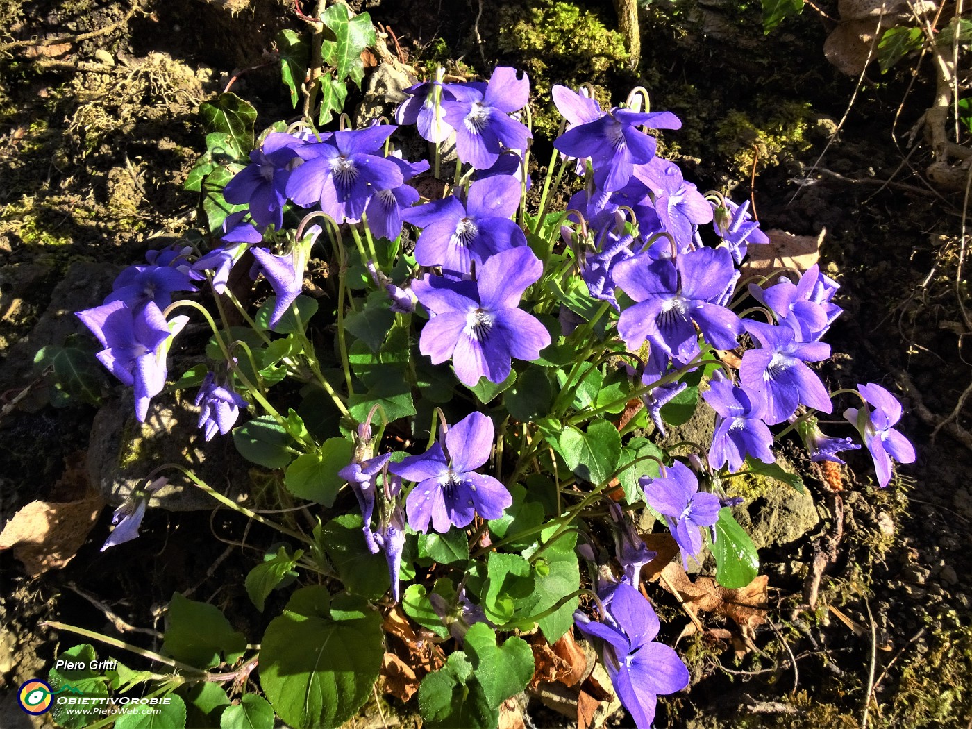 10 Bouquet di violette.JPG